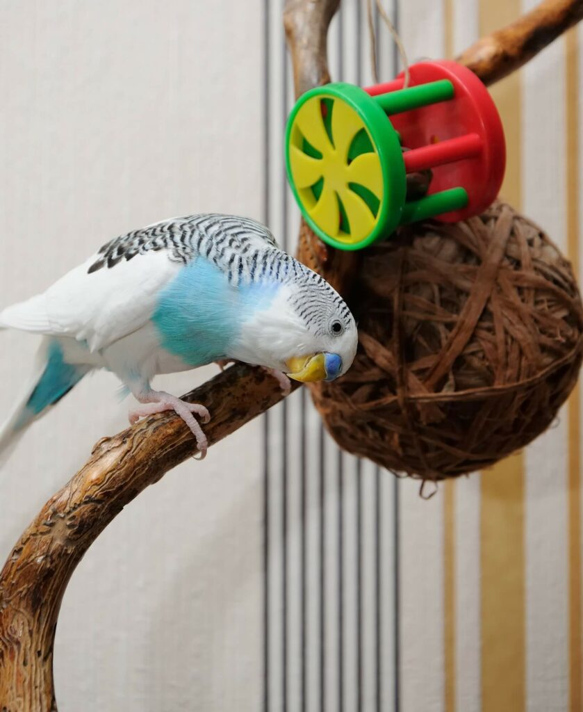Budgerigar sitting on dry branch and playing