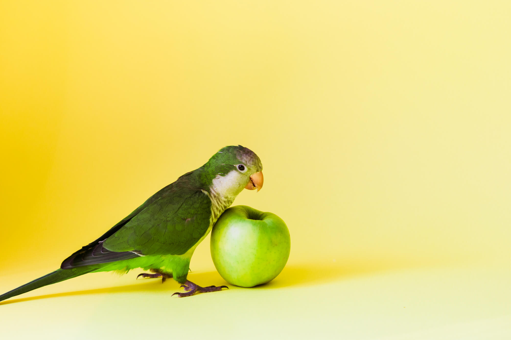 Green parrot monk breed with a round sharp beak