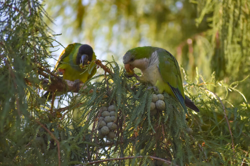 Monk parakeet (myiopsitta monachus) and nanday