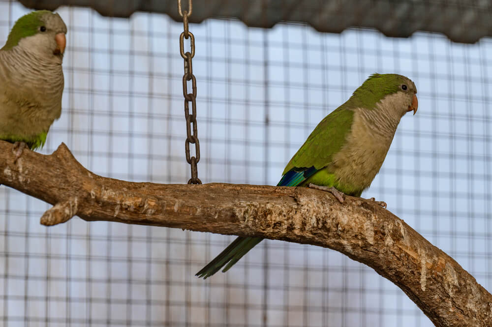 Monk parrot in zoo cages, colorful and funny birds