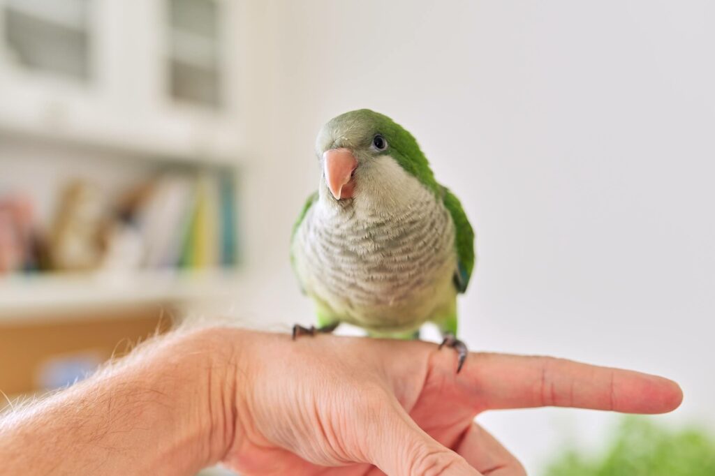 Young green parrot chick quaker on a mans hand