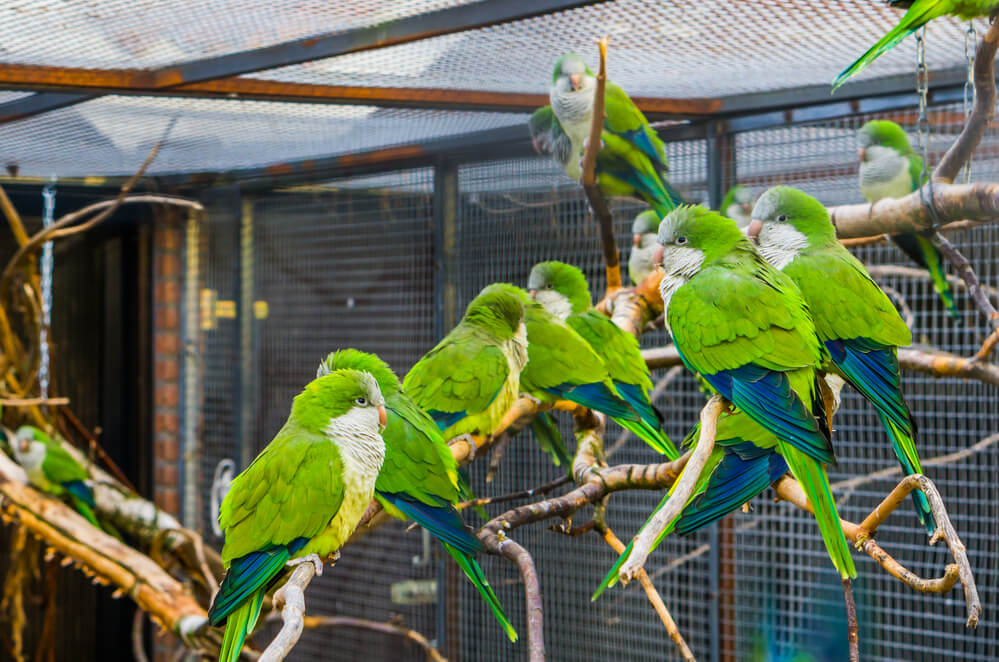 Big group of monk parakeets sitting together on a branch in the aviary