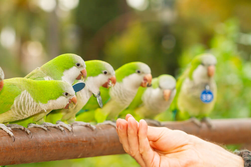 Monk parakeet (Myiopsitta monachus), the hand of an unrecognizable man feeding a group of wild parakeets