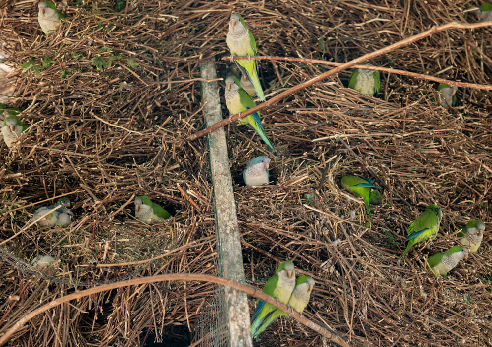Nest of little green and blue parrots in the reserve
