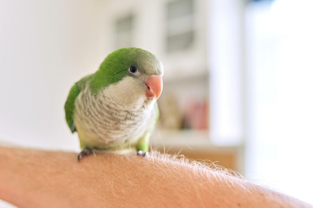 Young green parrot chick quaker on a mans hand at home